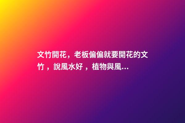 文竹開花，老板偏偏就要開花的文竹，說風水好，植物與風水講究多
